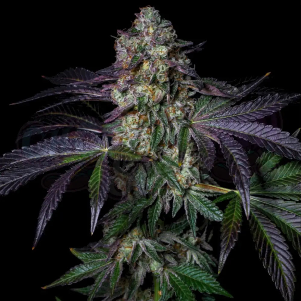 Kushmallow 3 Fotoperiodi