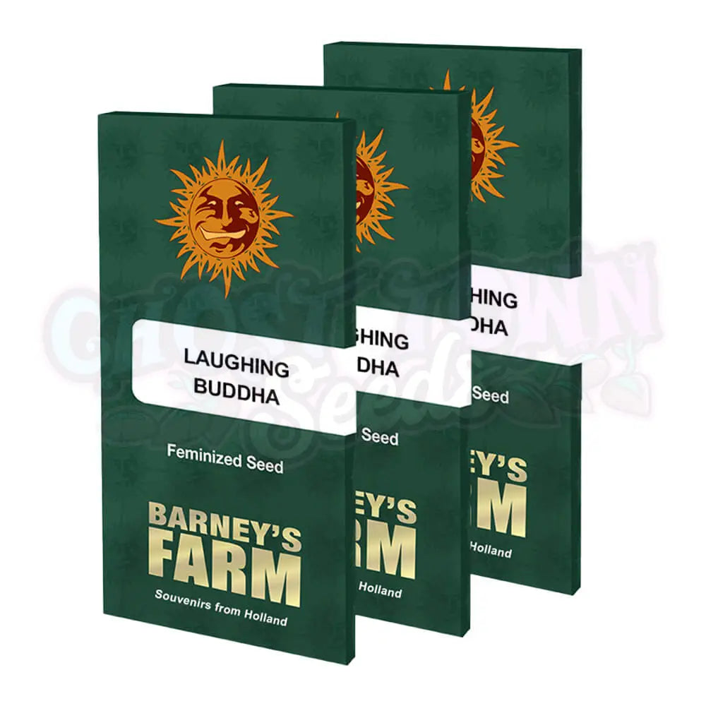 Laughing Buddha Kannabiksen Siemenet - Barneys Farm