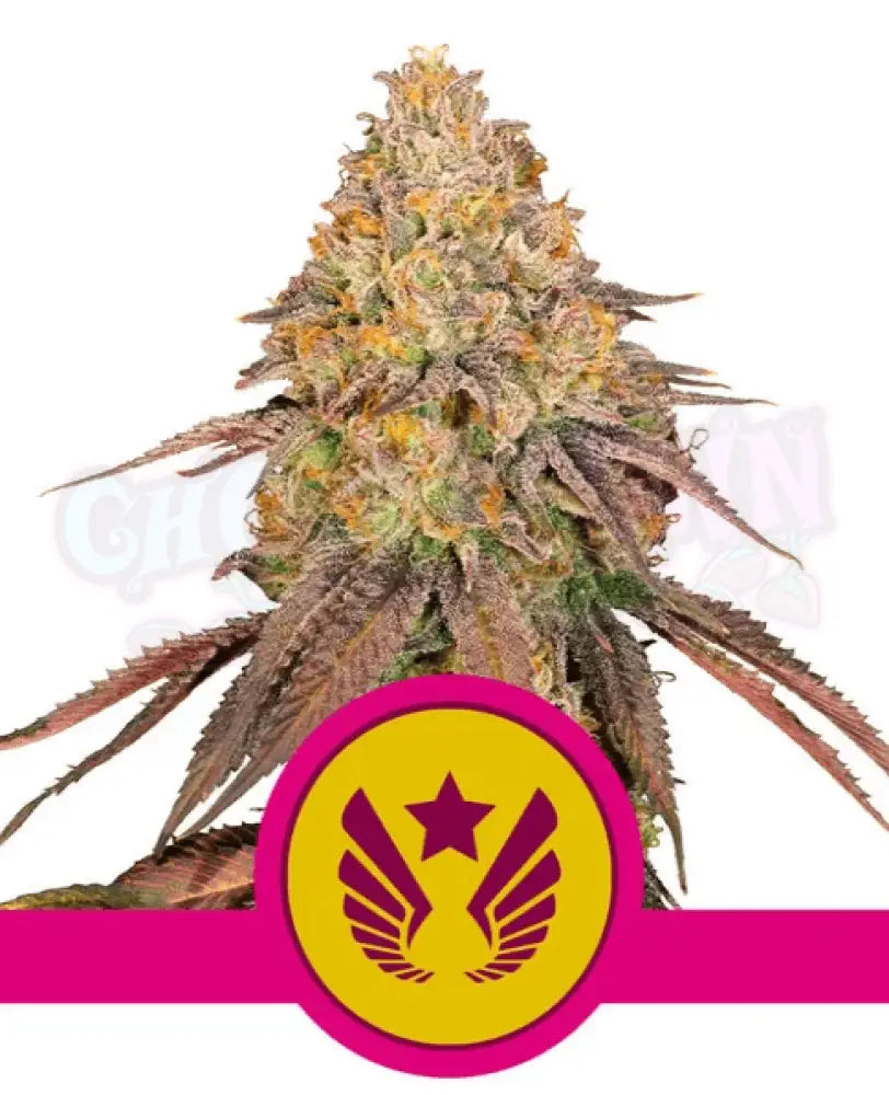 Legendary OG Punch - Ghost Town Seeds