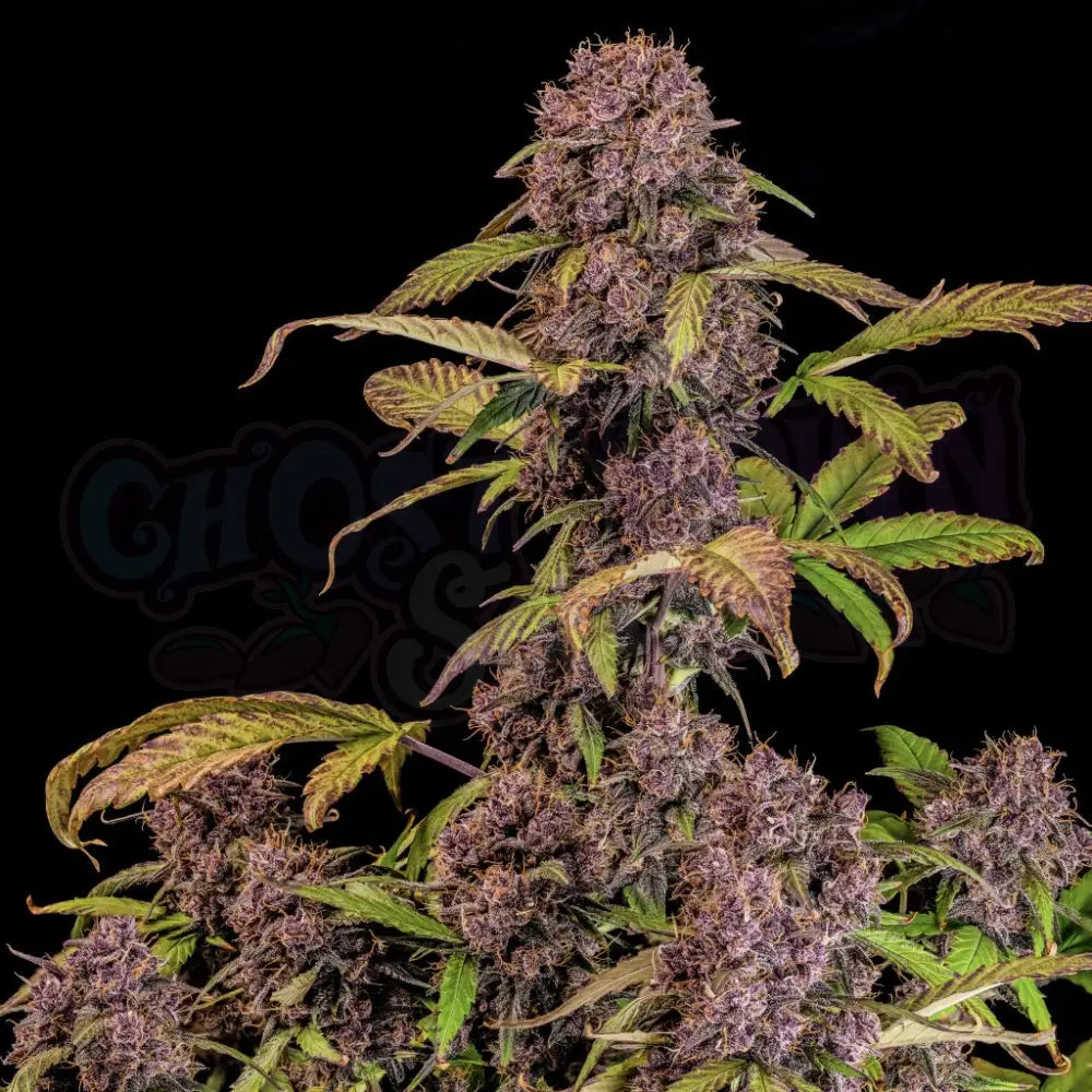 Lemon Cherry Cookies Auto Autoflower