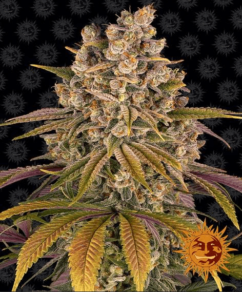 Lemon Tree - Ghost Town Seeds