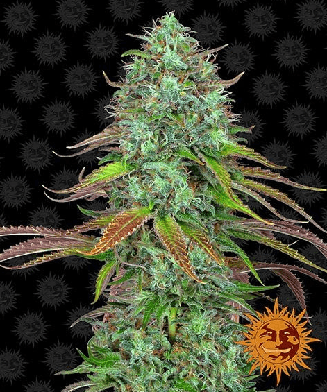 LSD Auto - Ghost Town Seeds