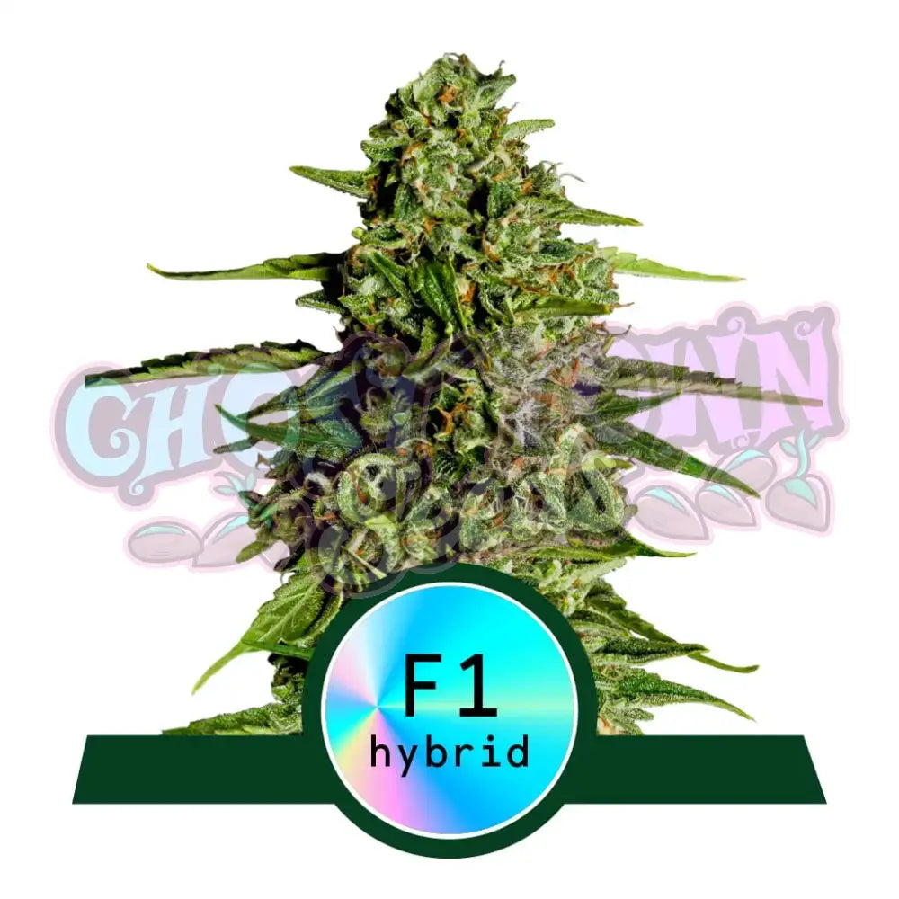 Medusa F1 Autoflower