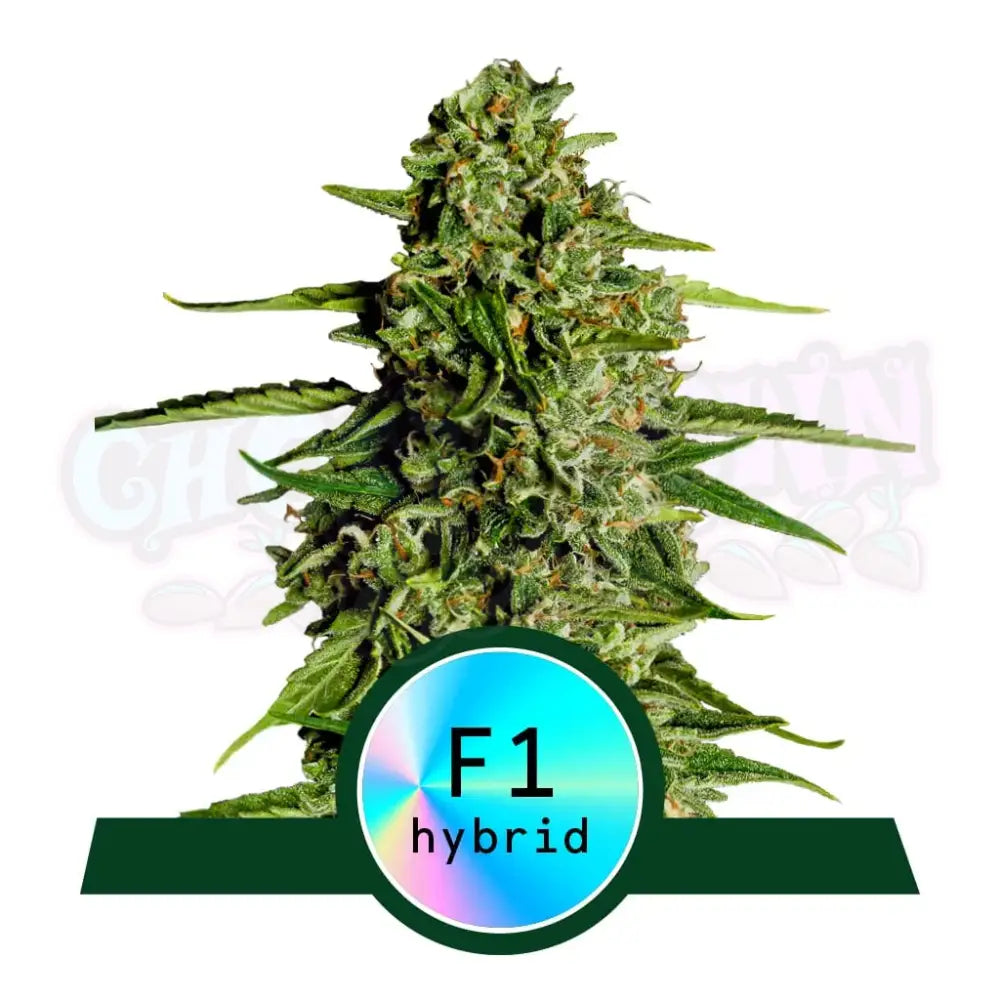 Medusa F1 Autoflower