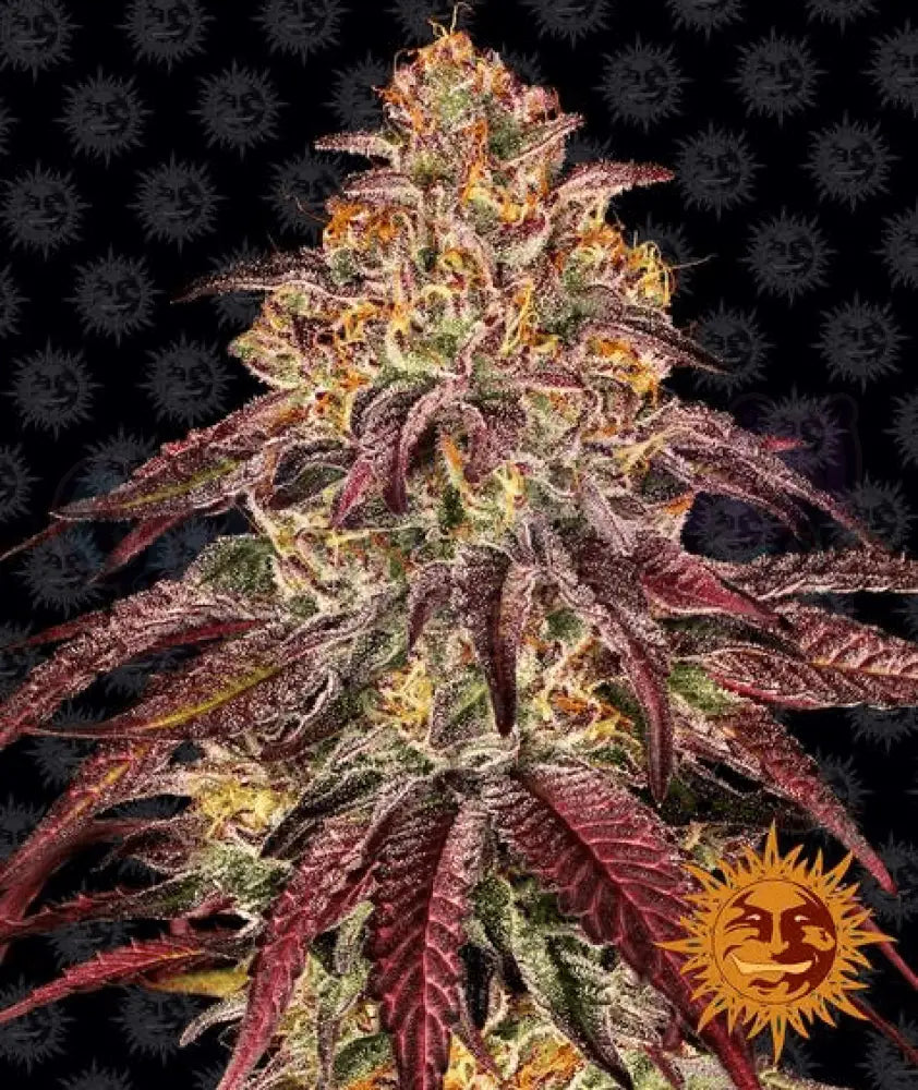 Mimosa x Orange Punch Auto - Ghost Town Seeds