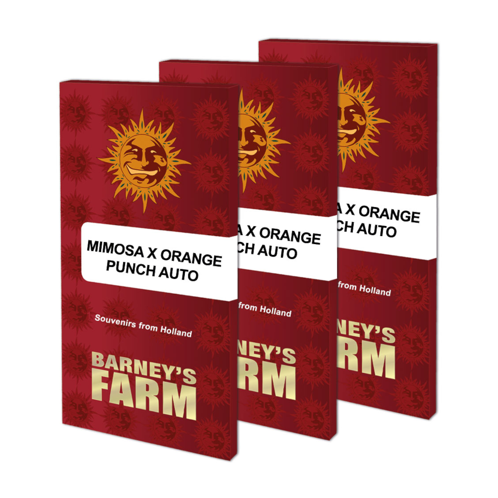 Mimosa x Orange Punch Auto Kannabiksen Siemenet - Barneys Farm