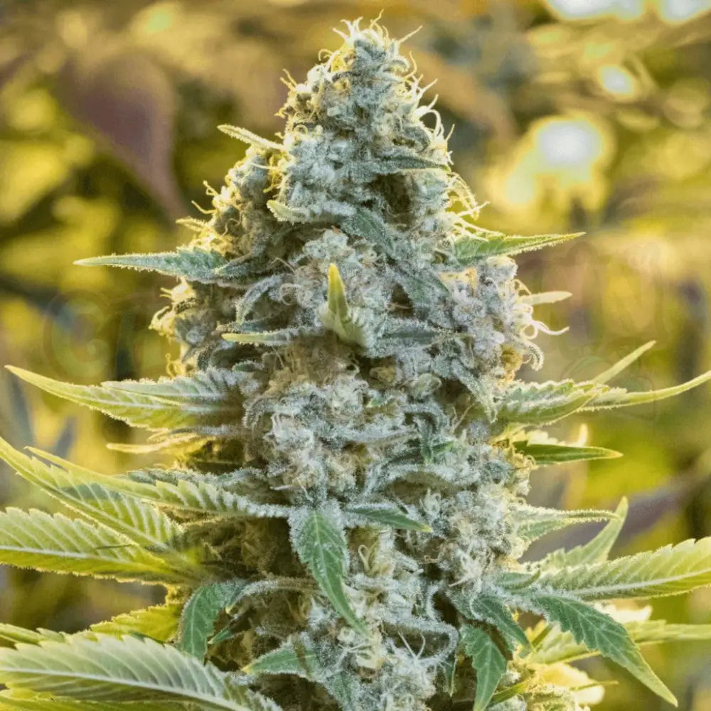 Moby Dick 5 Fotoperiodi