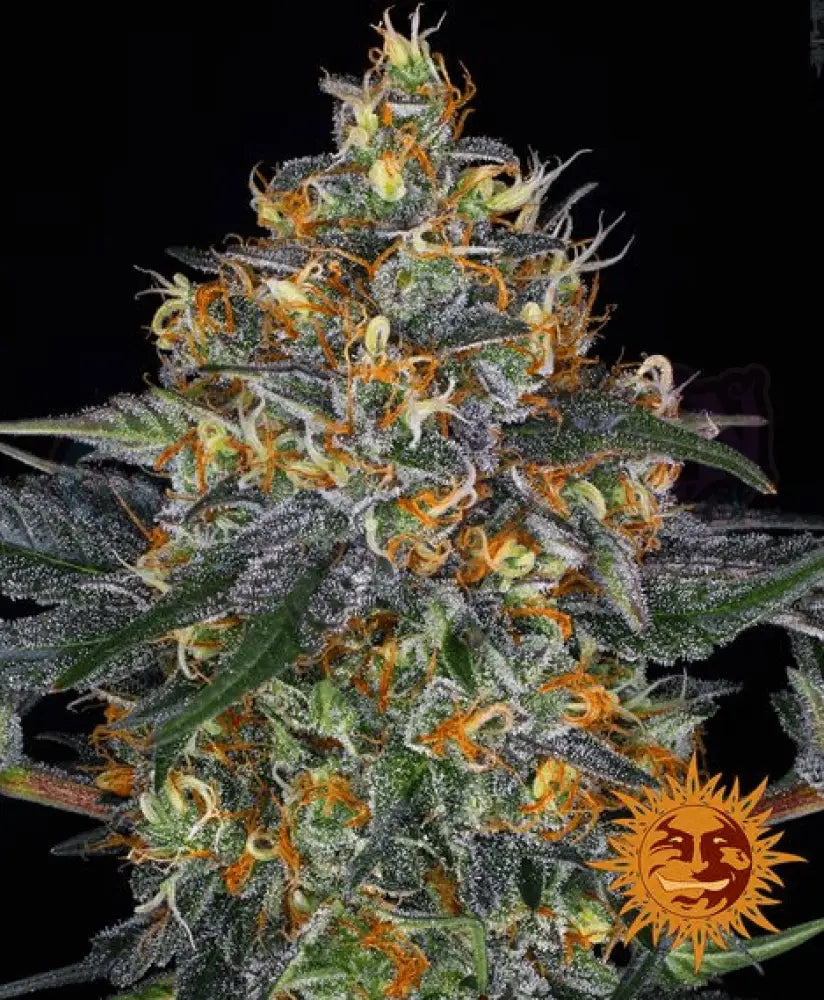 Moby Dick Auto - Ghost Town Seeds