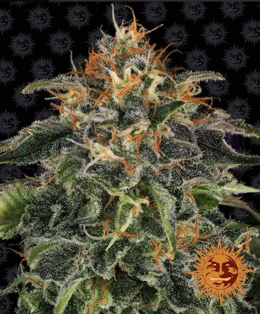 Moby Dick - Ghost Town Seeds