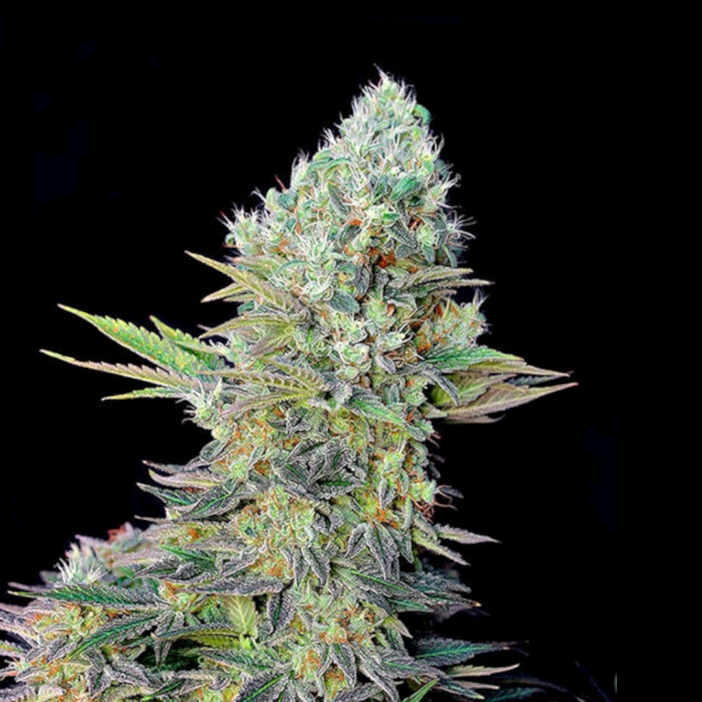Northern Lights X