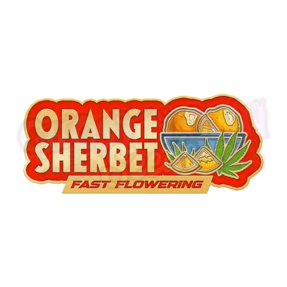 Orange Sherbet Fast Flowering 5 Fotoperiodi