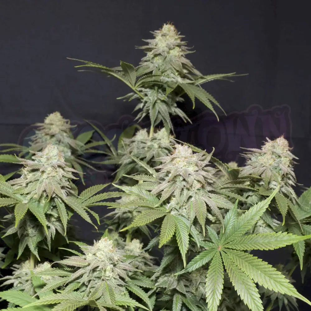 Orange Sherbet Fast Flowering 5 Fotoperiodi