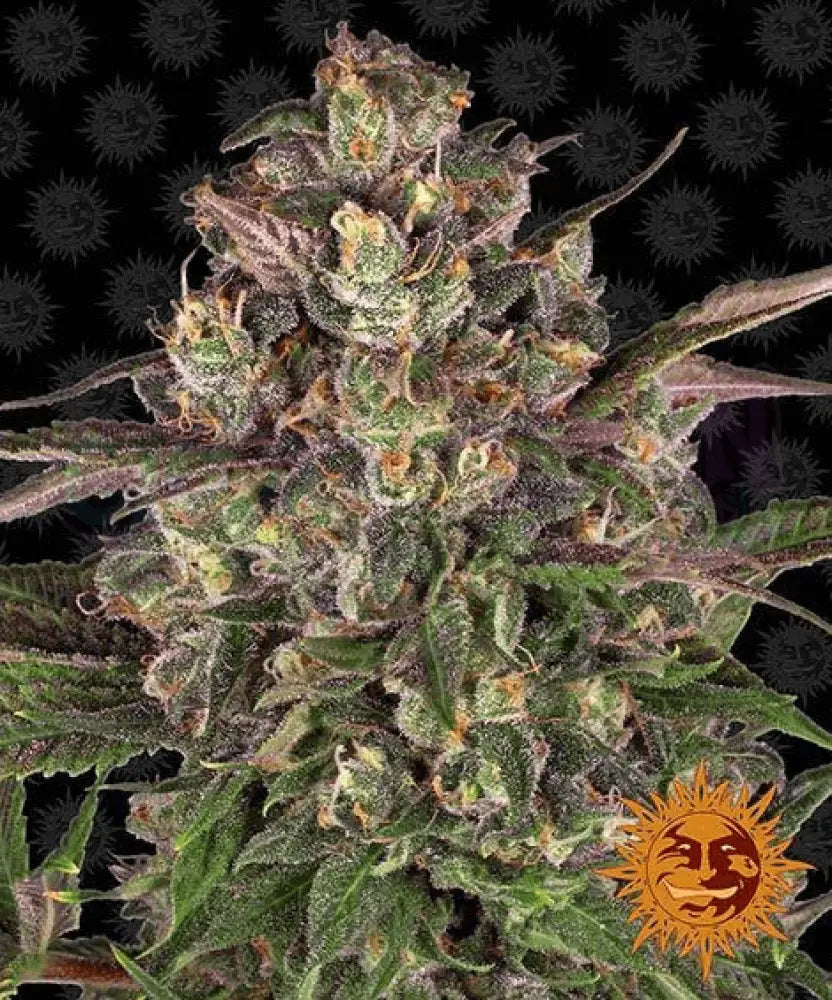 Peyote Critical - Ghost Town Seeds