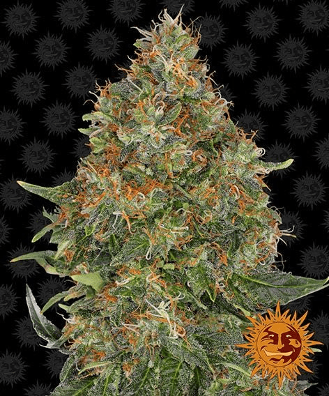 Pineapple Express Auto - Ghost Town Seeds
