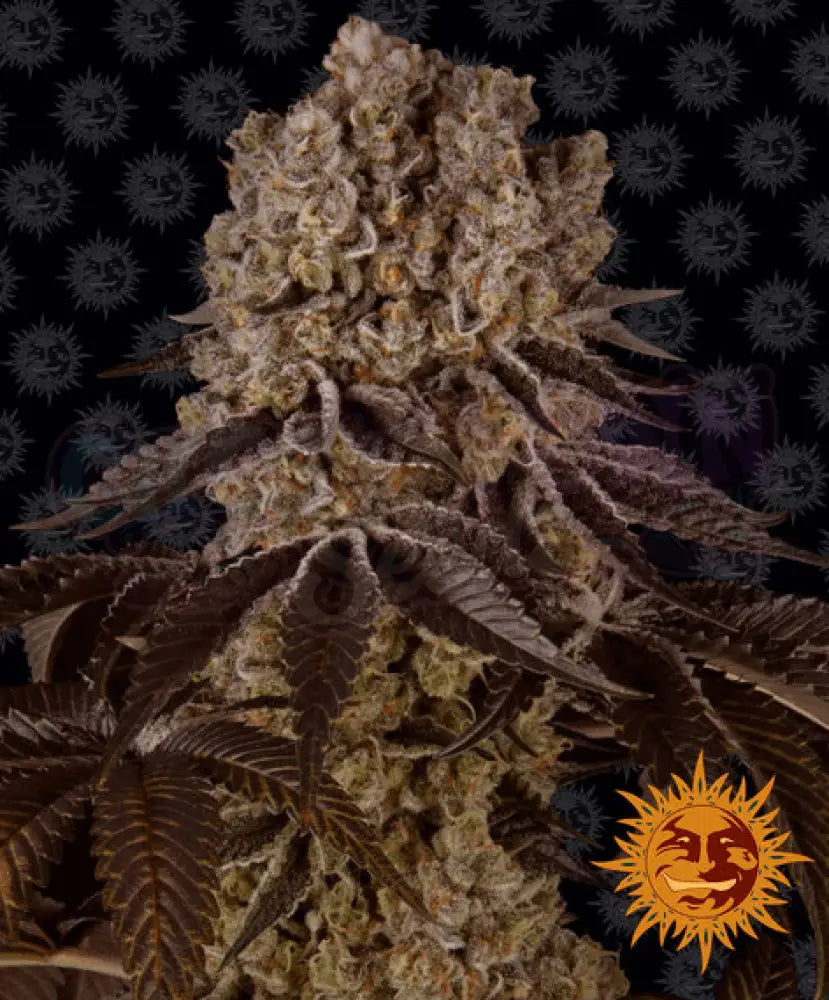 Purple Punch - Ghost Town Seeds
