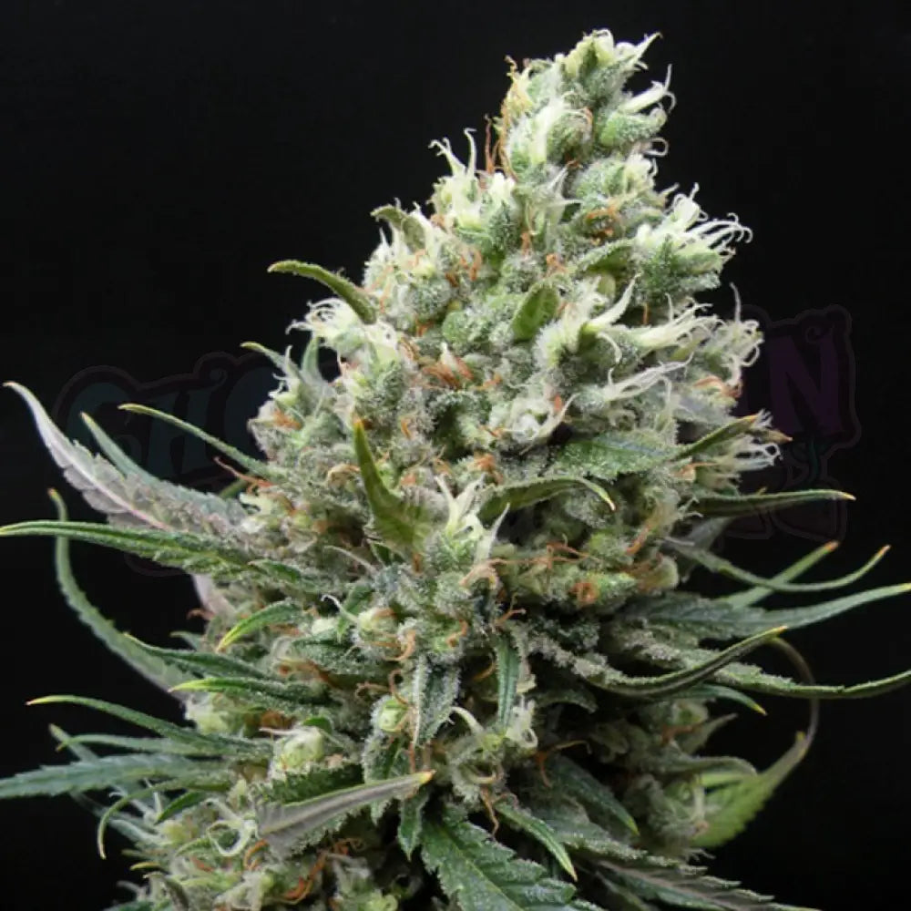 Ripper Haze Fotoperiodi