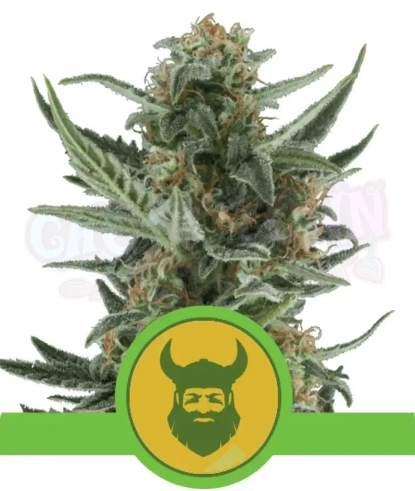 Royal Dwarf Auto - Ghost Town Seeds