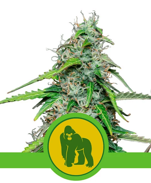 Royal Gorilla Auto - Ghost Town Seeds