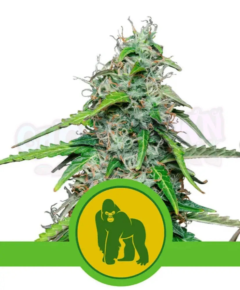 Royal Gorilla Auto - Ghost Town Seeds
