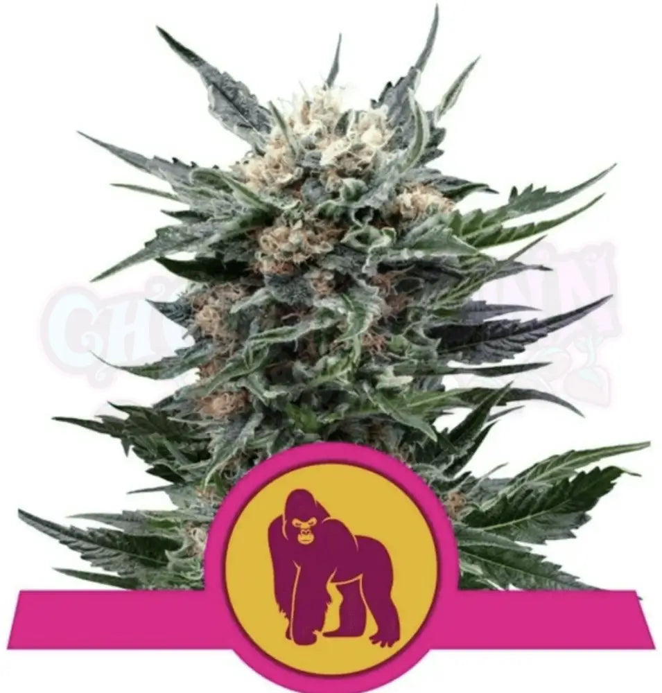 Royal Gorilla - Ghost Town Seeds
