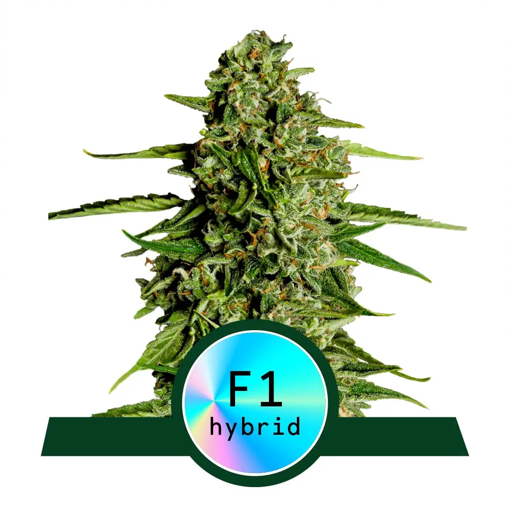 Medusa F1 Autoflower