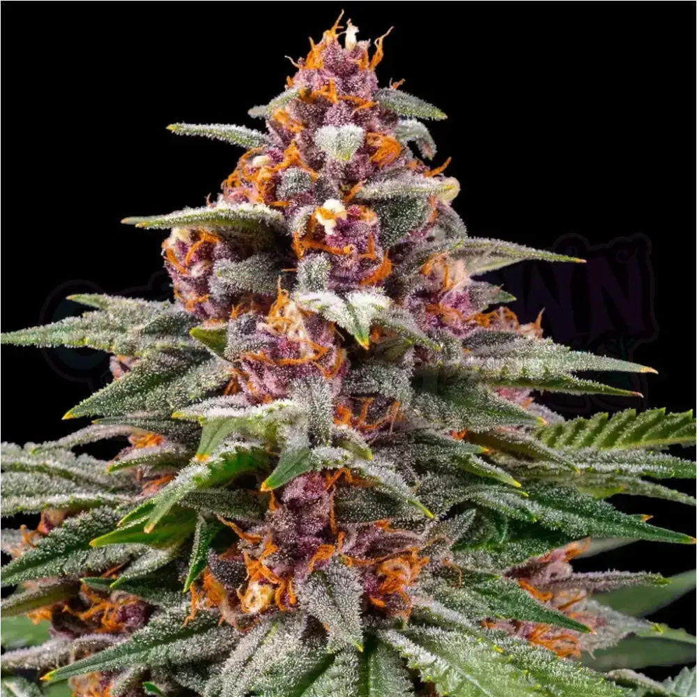 Runtz Auto Autoflower