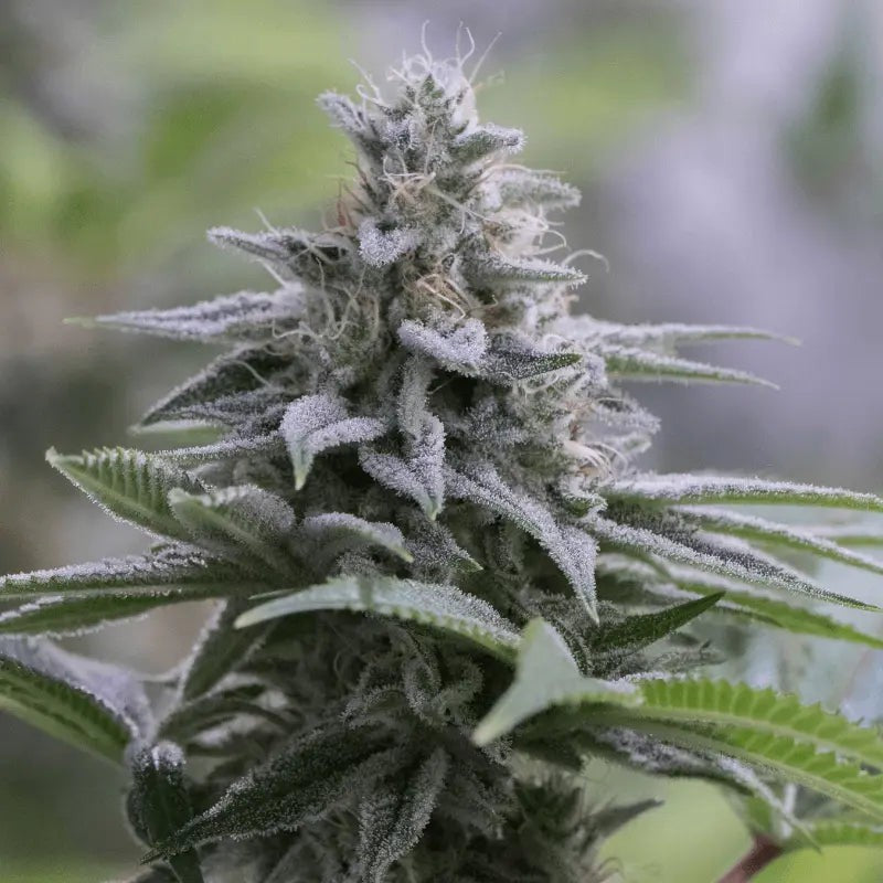 Silent Seeds Zkittlez 2.0