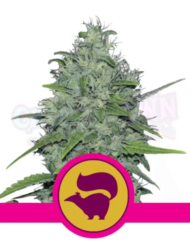 Skunk XL - Ghost Town Seeds