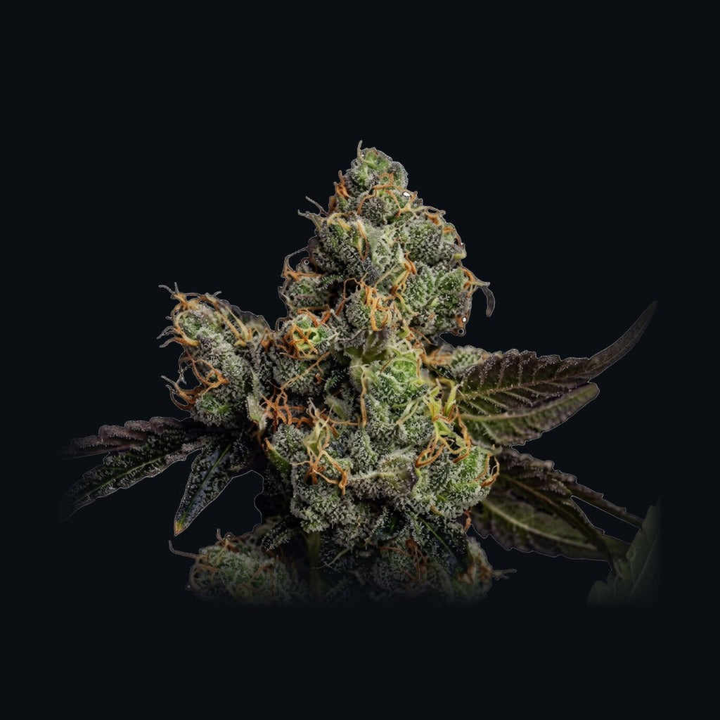 Sky Cookie Auto -lajikkeen kuva, Strain Station