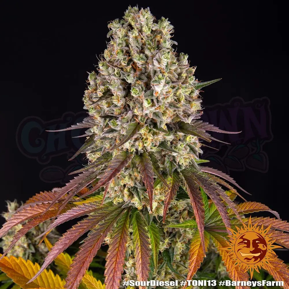 Sour Diesel Fotoperiodi