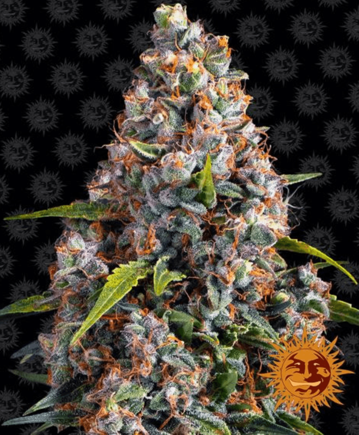 Strawberry Cheesecake Auto - Ghost Town Seeds