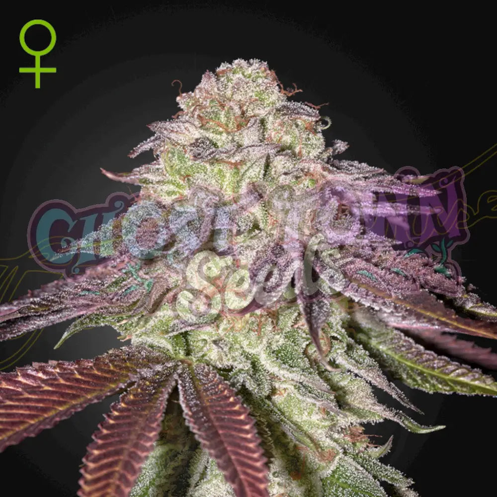 Sugarlato Auto Fotoperiodi