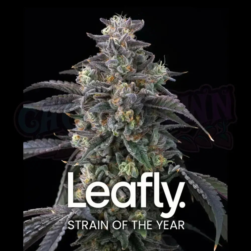 Super Boof Fotoperiodi