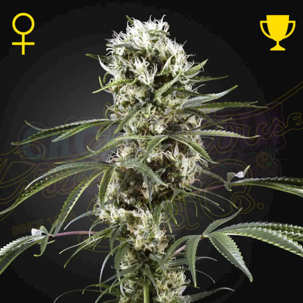 Super Lemon Haze Fotoperiodi