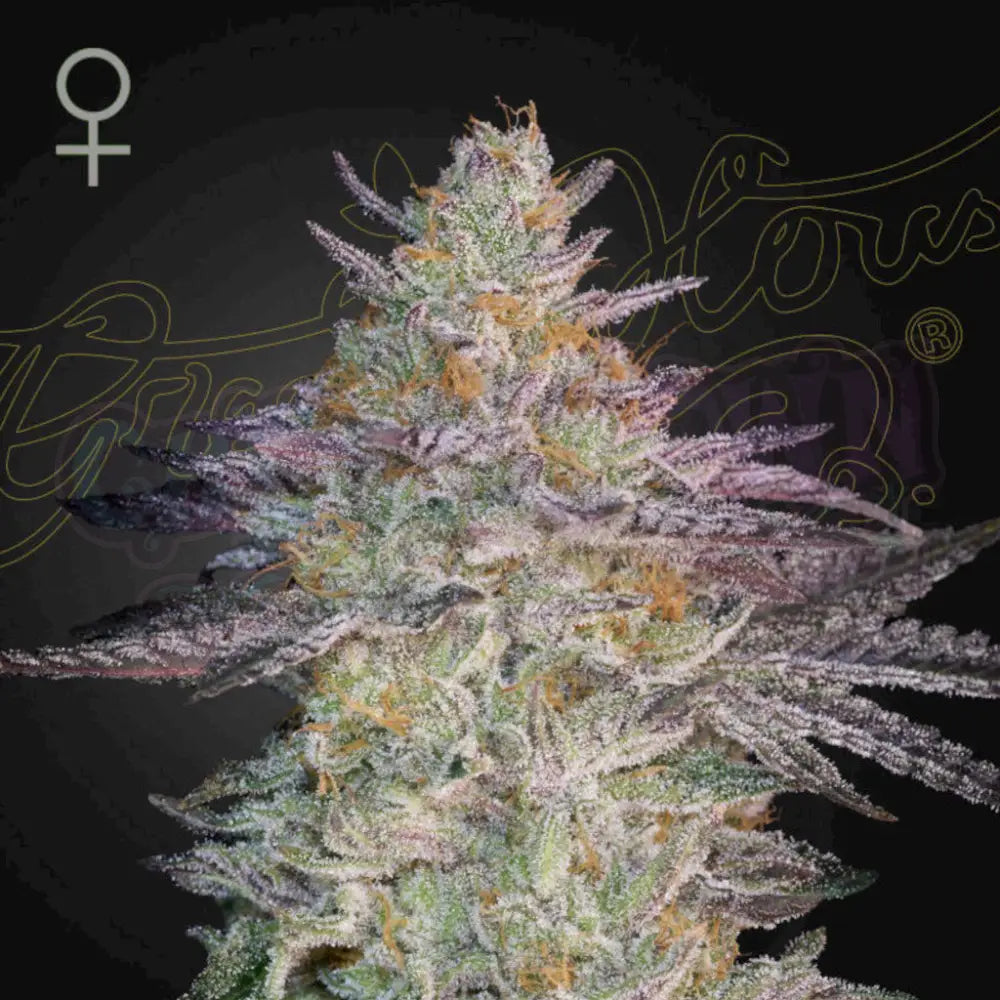 Super Lemon Haze x GMO Fotoperiodi