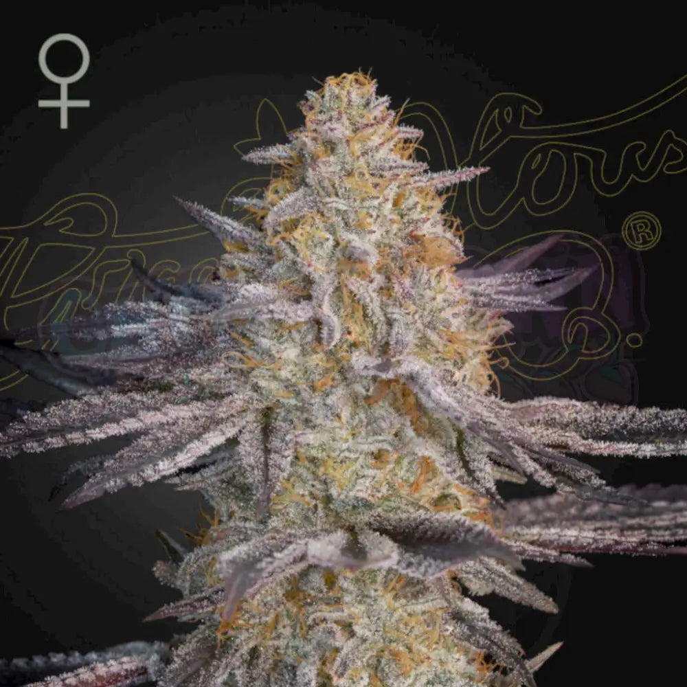 Super Lemon Haze x RS11 Fotoperiodi