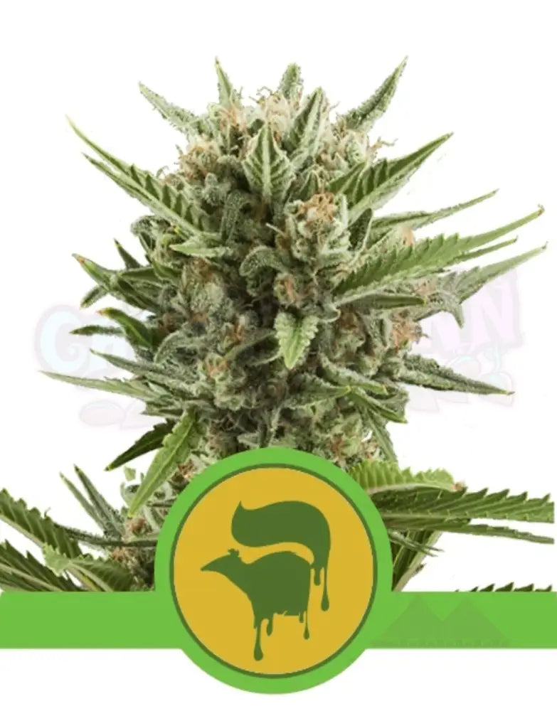 Sweet Skunk Auto - Ghost Town Seeds
