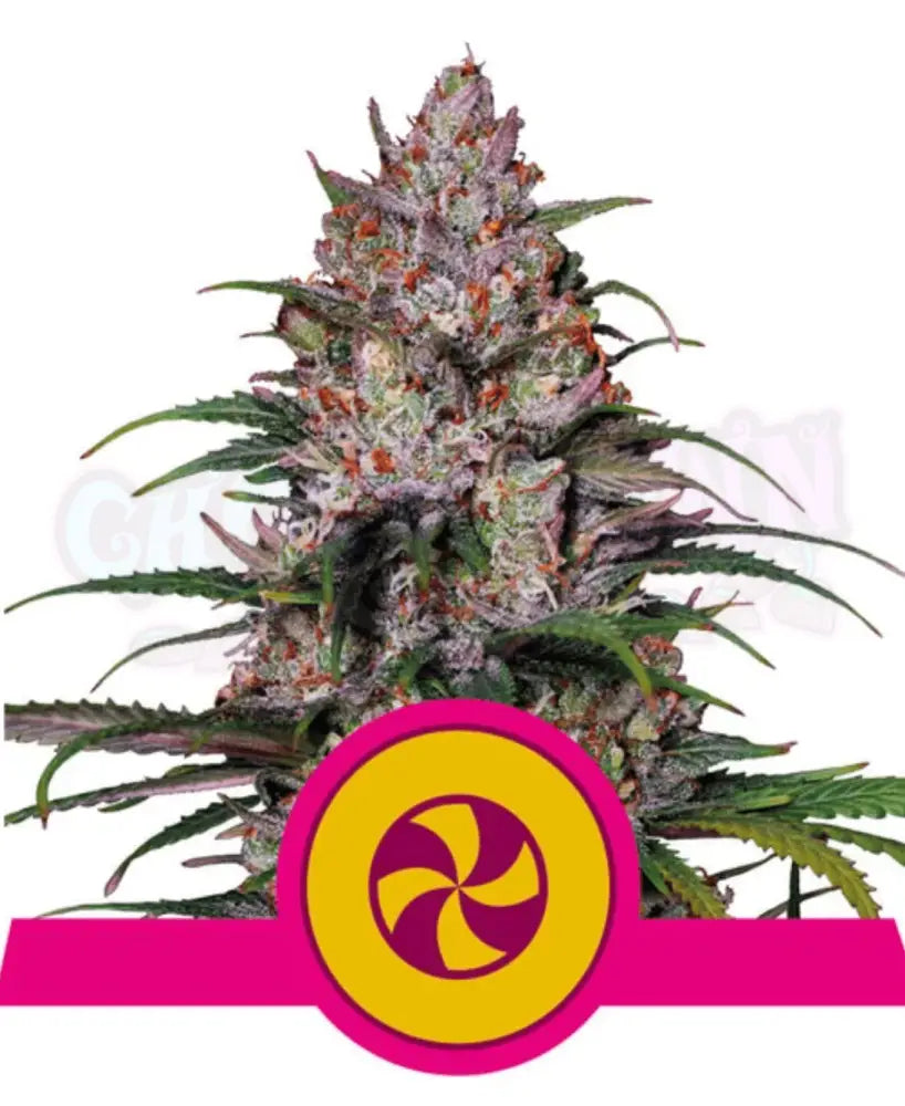 Sweet ZZ - Ghost Town Seeds