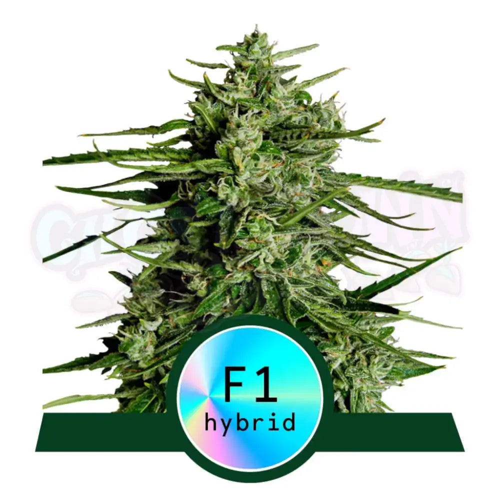 Titan F1 Autoflower