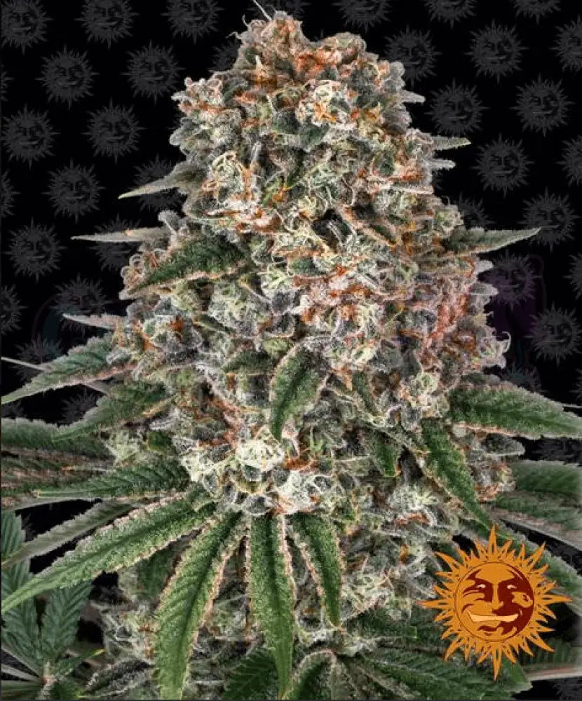 Tropicanna Banana - Ghost Town Seeds
