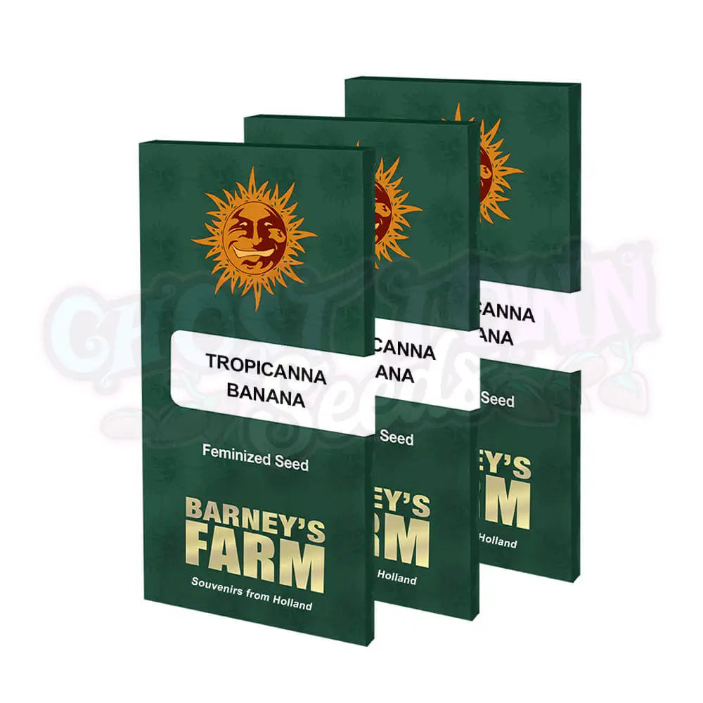 Tropicanna Banana Kannabiksen Siemenet - Barneys Farm