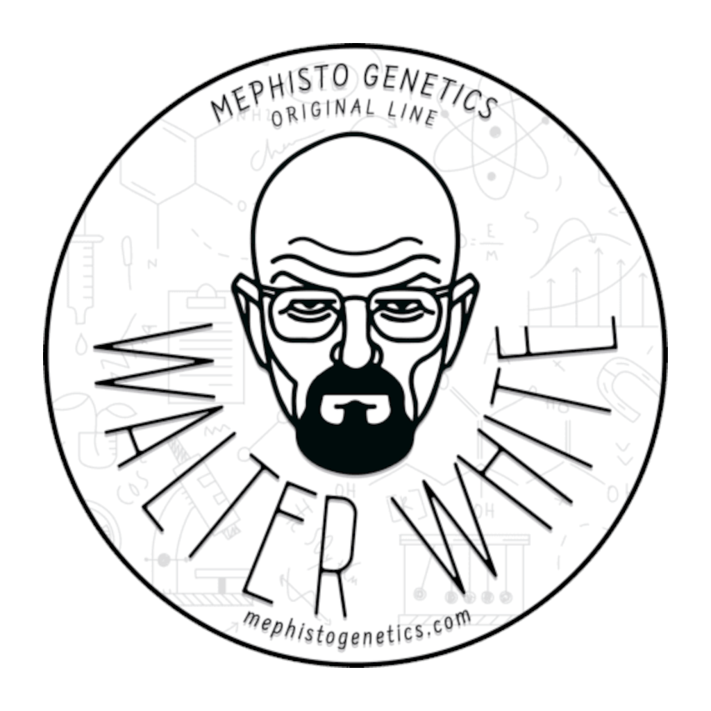 Walter White