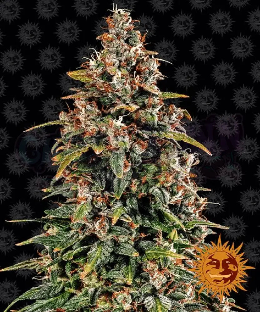 Watermelon Zkittlez Auto - Ghost Town Seeds