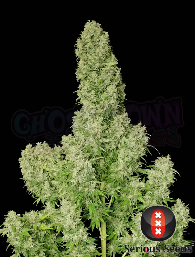 White Russian Fotoperiodi