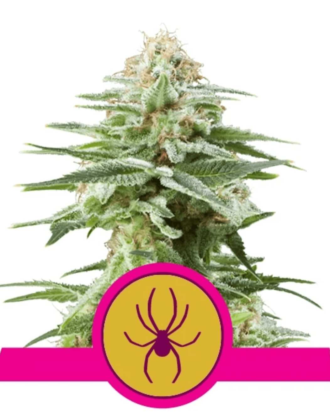 White Widow - Ghost Town Seeds