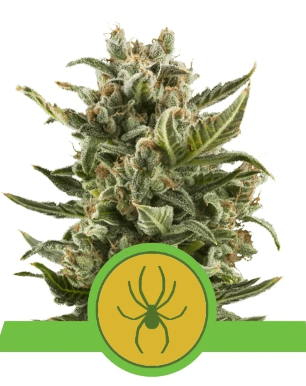 White Widow Auto - Ghost Town Seeds