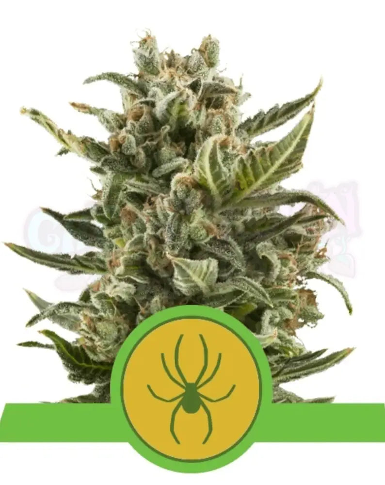 White Widow Auto - Ghost Town Seeds