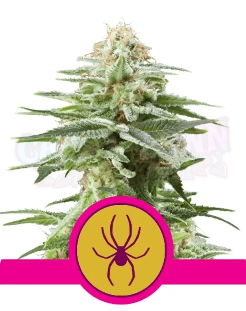White Widow - Ghost Town Seeds