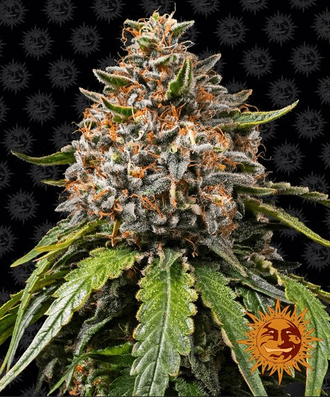 White Widow XXL - Ghost Town Seeds