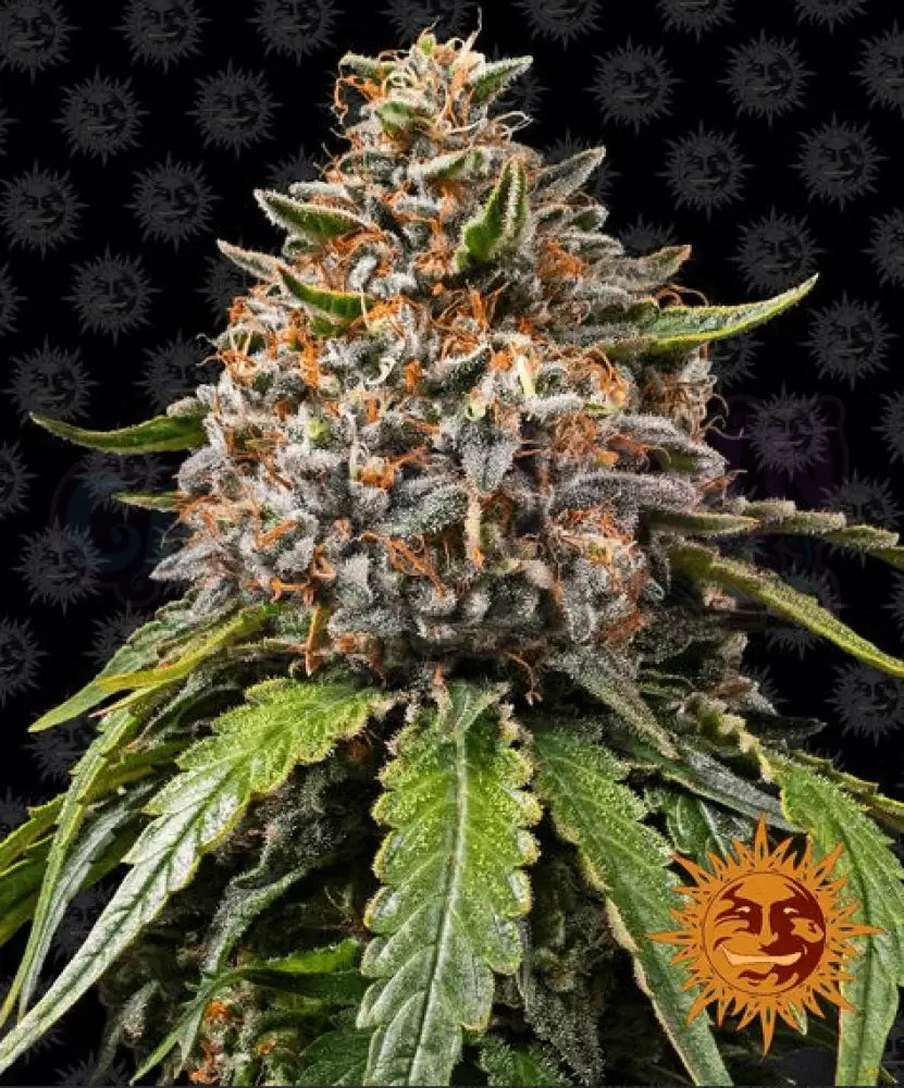 White Widow XXL - Ghost Town Seeds